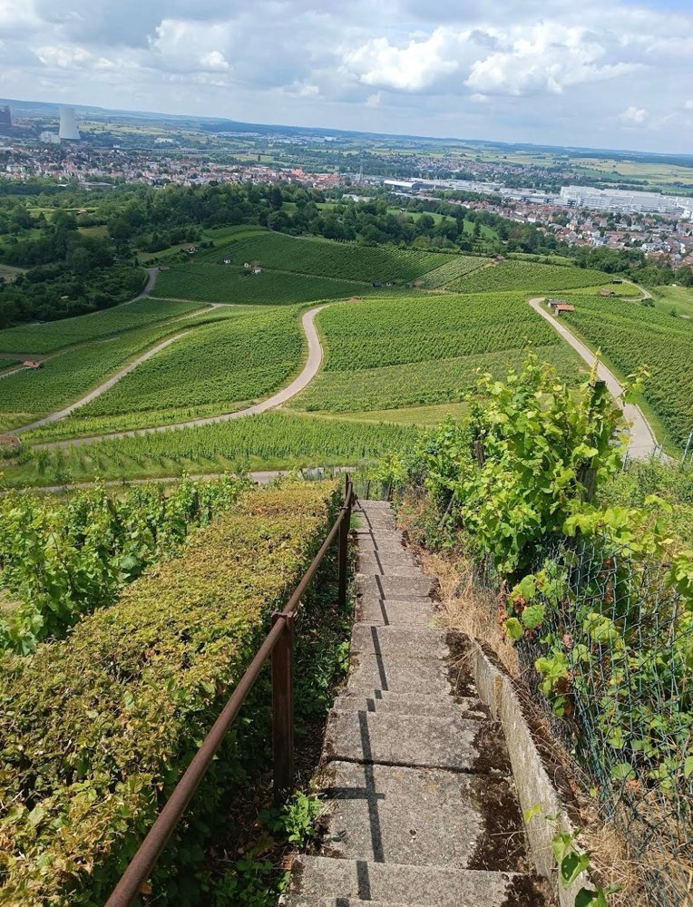 Hundetreffen-Welpentreff/ kleine Hunde Spazieren-Profilbild