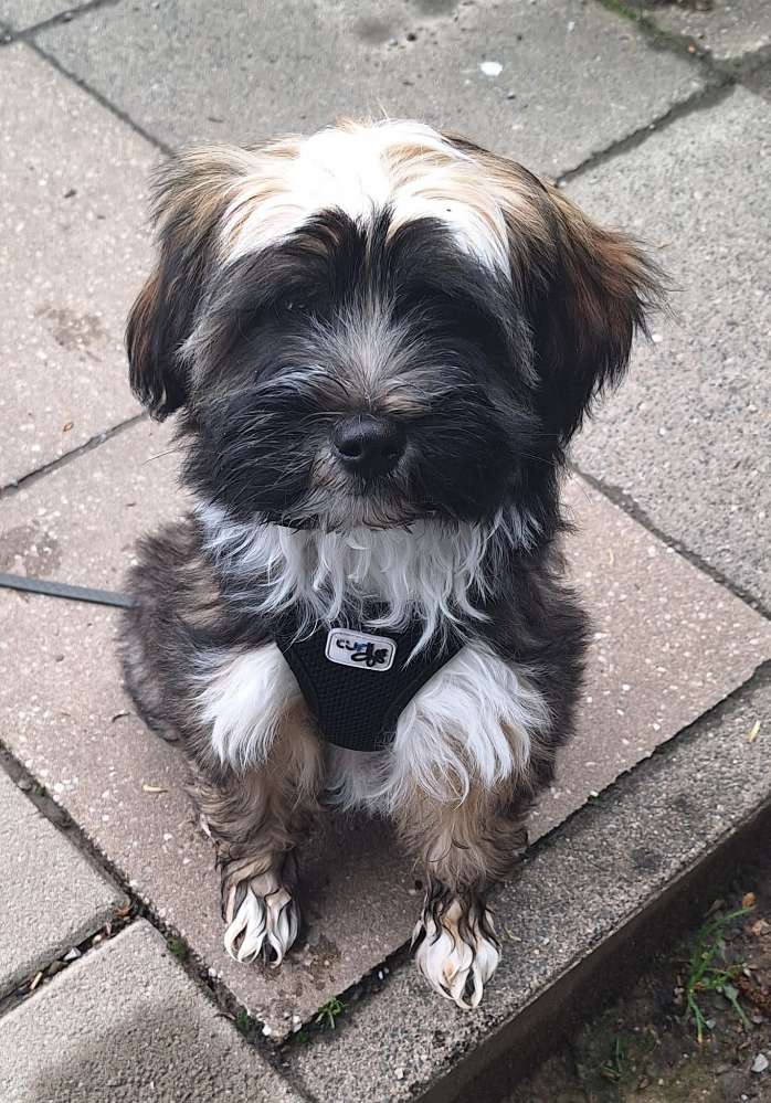 Hundetreffen-Welpen-/Junghundtreffwn-Profilbild