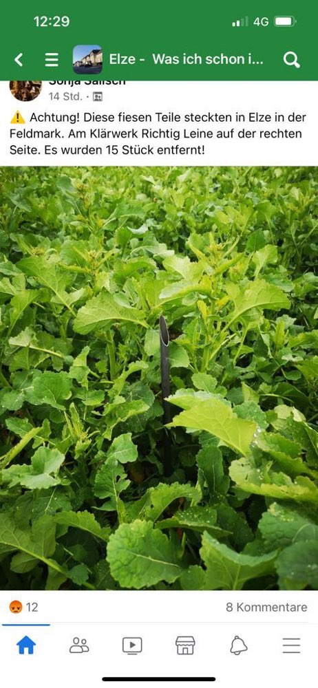 Giftköder-Stahlspitzen im Feld (Raps)-Profilbild