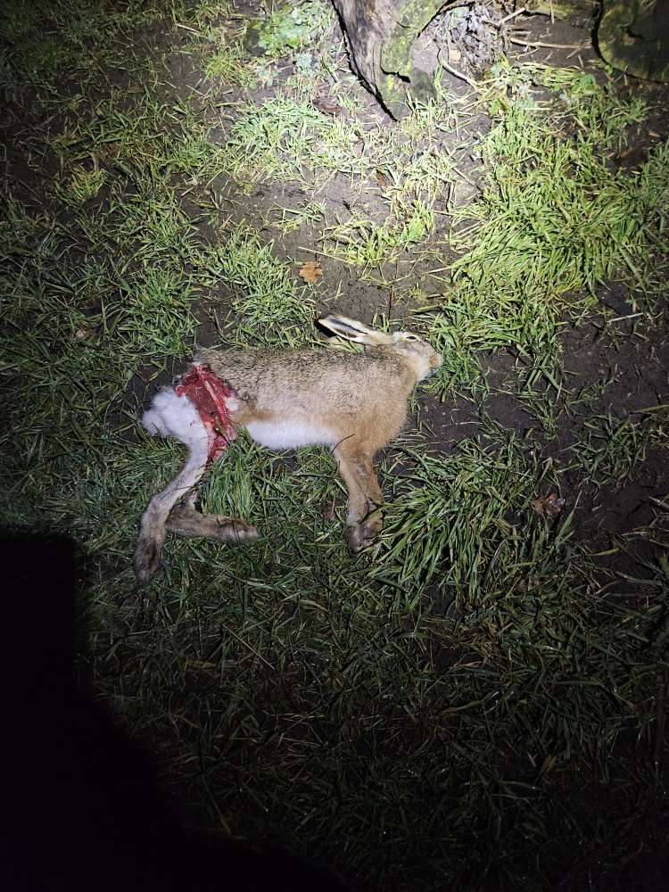 Giftköder-Toter Hase-Profilbild