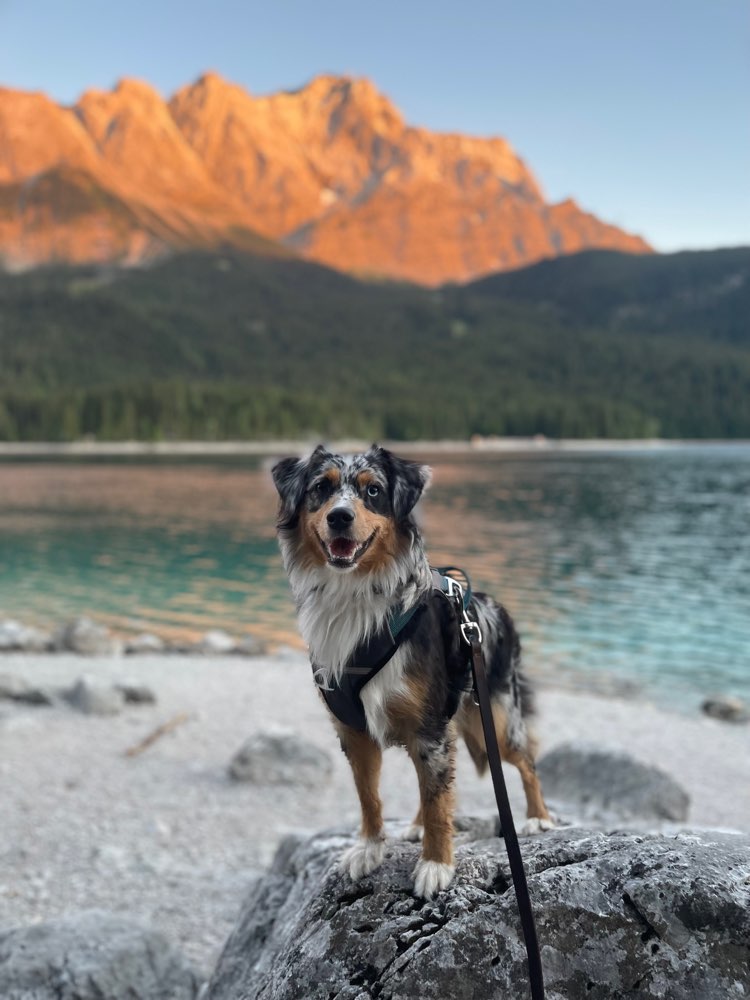 Hundetreffen-Gassi-Partner Gesucht-Profilbild