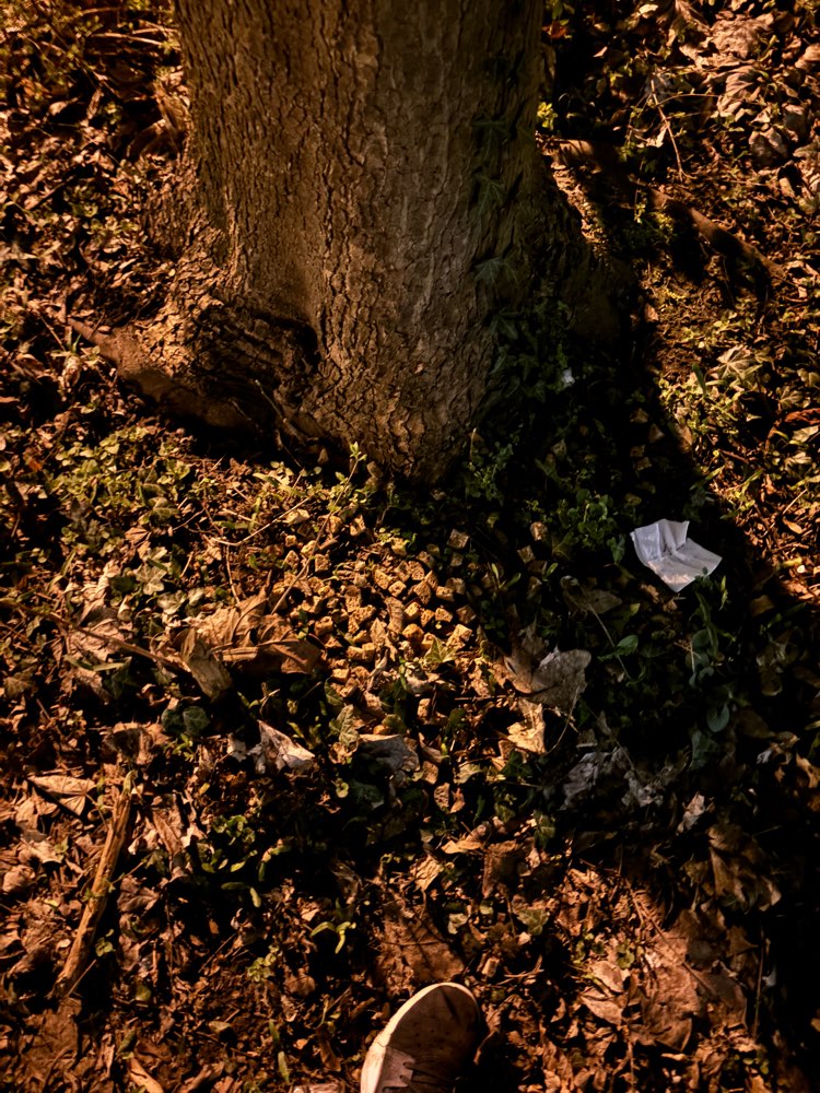 Giftköder-Brotstücke, ganze Brötchen-Profilbild