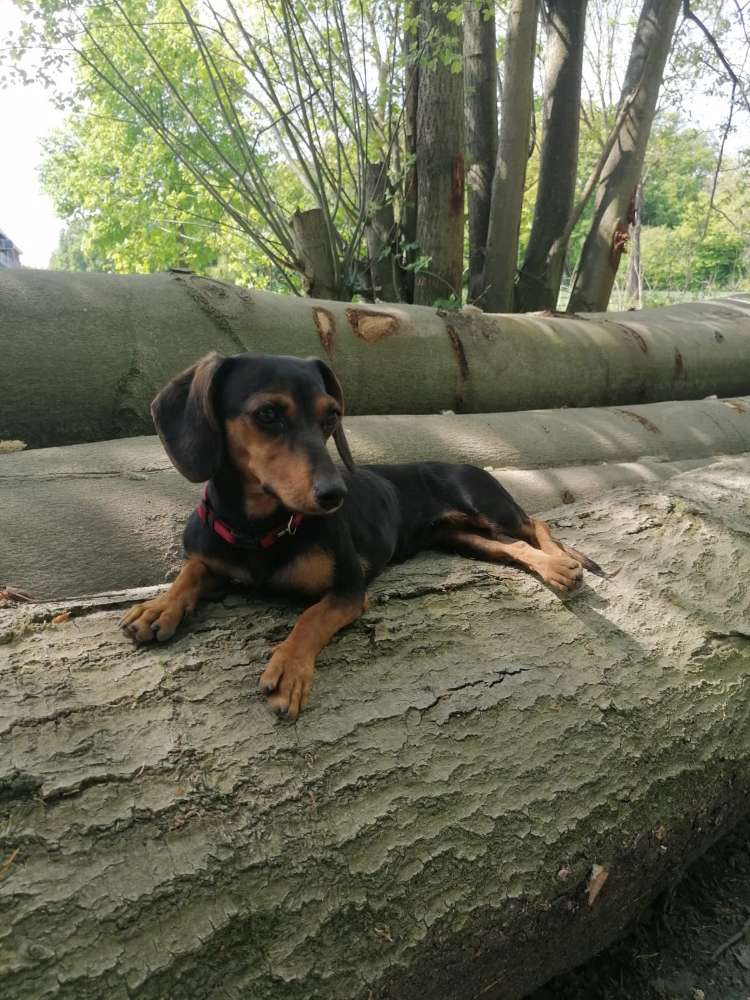 Hundetreffen-Spiel und laufrunde-Profilbild