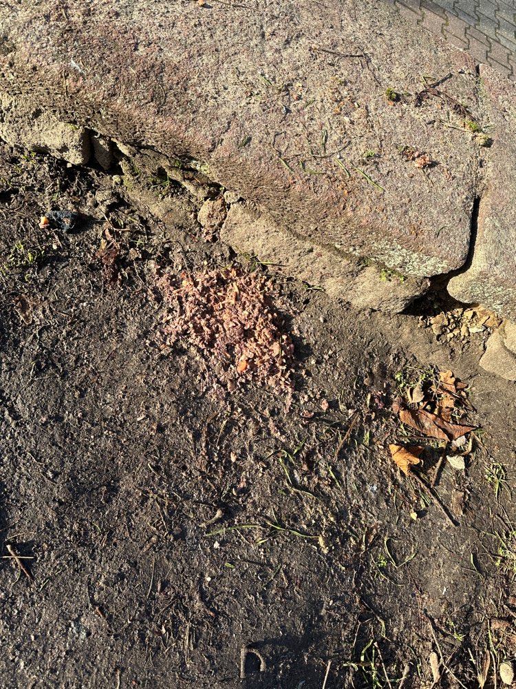 Giftköder-Essensreste bei Doppelwiese-Profilbild