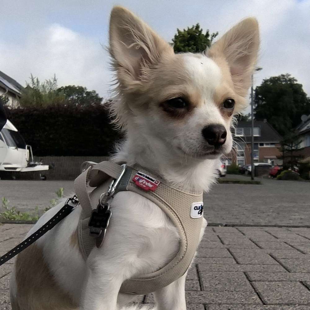 Hundetreffen-Gassirunde-Profilbild