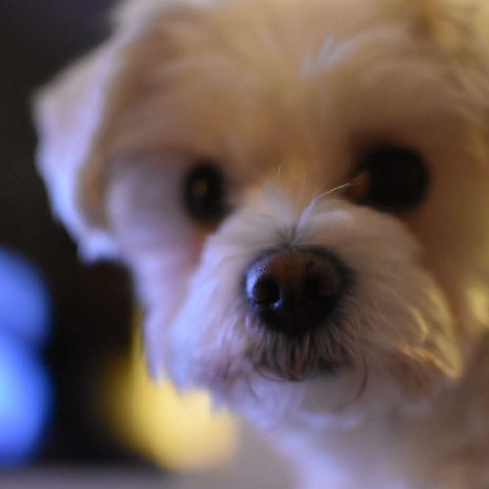 Hundetreffen-Suche Spielfreunde bitte nur kleine Hunde bis 6 Kilo.-Profilbild