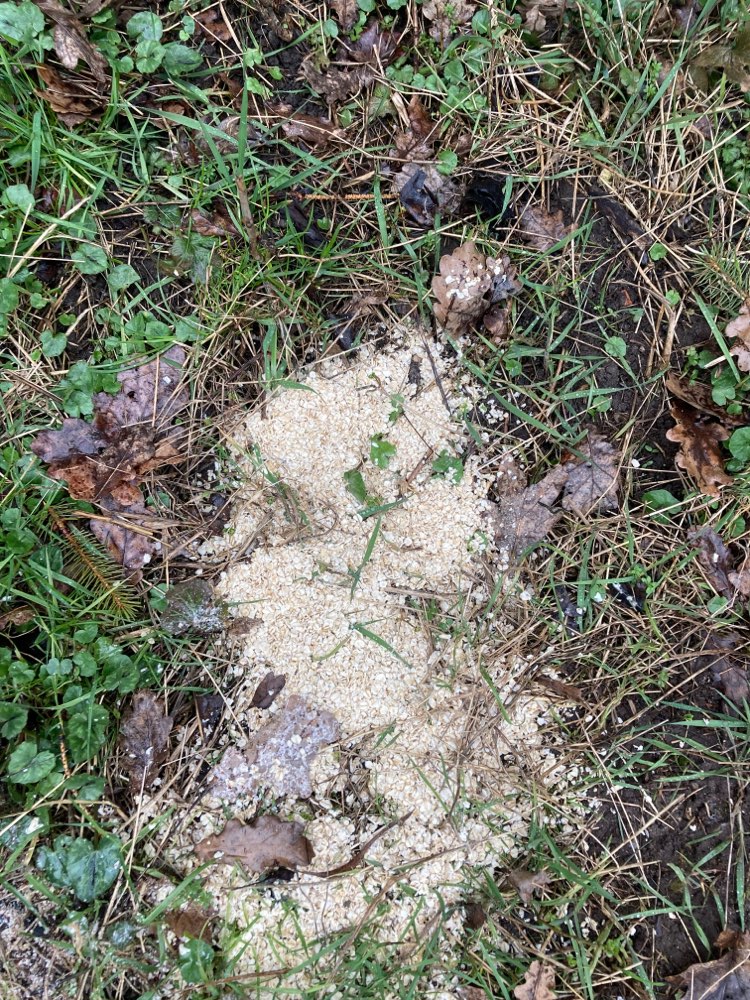 Giftköder-vermutlicher Gift Köter( Hafer)-Profilbild