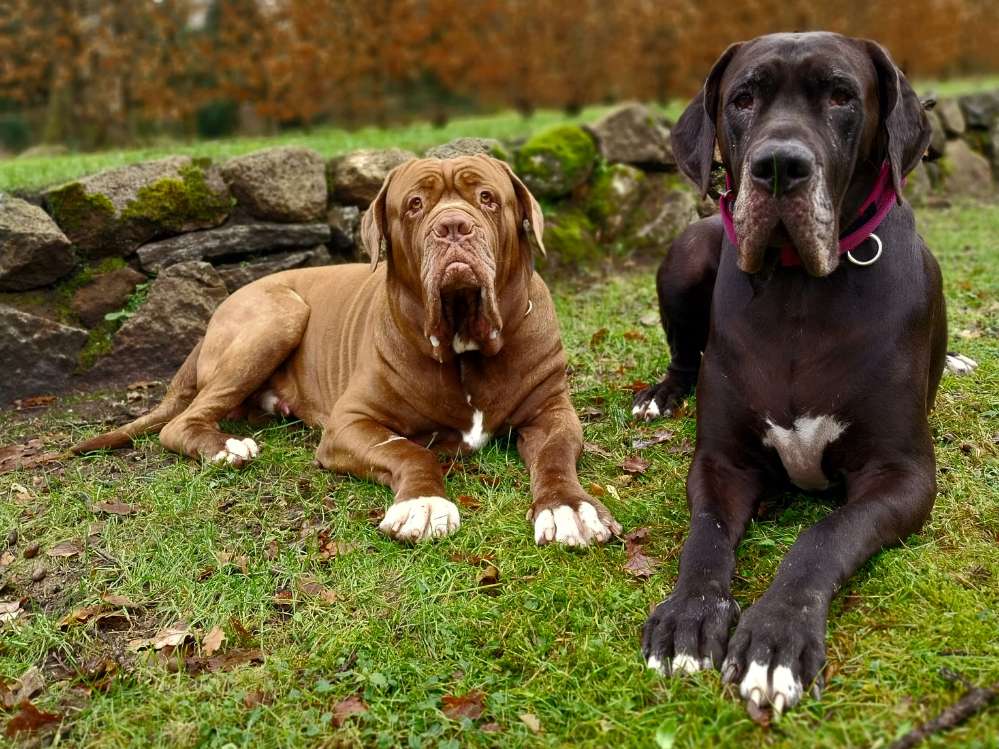 Hundetreffen-Mittel bis große Hunde Freunde gesucht-Profilbild