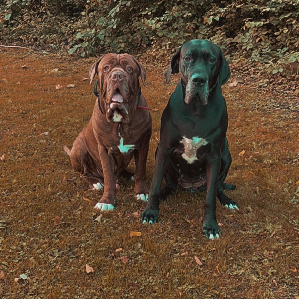 Hundetreffen-Hunde Treff in Kronshagen-Profilbild