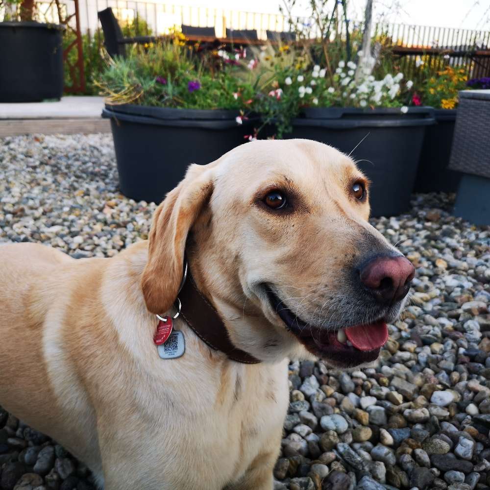 Hundetreffen-Hunde Buddy's-Profilbild