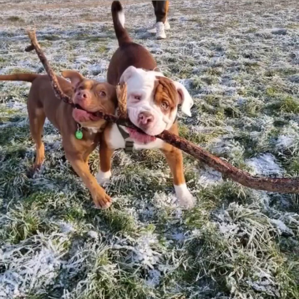 Hundetreffen-Spielrunden/Gassi-Profilbild