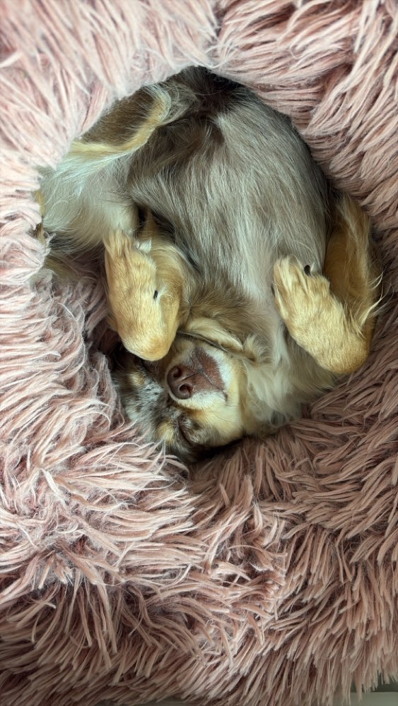 Hundetreffen-Spielrunde bis 5 Kilo-Profilbild