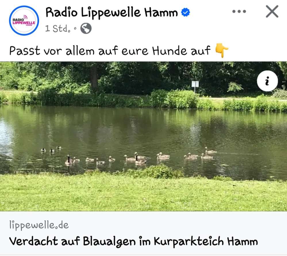 Giftköder-Blaualgen-Profilbild