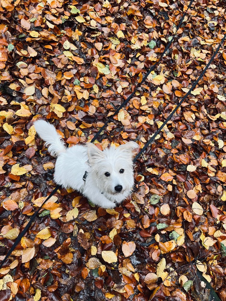 Hundetreffen-Gassifreund gesucht-Profilbild