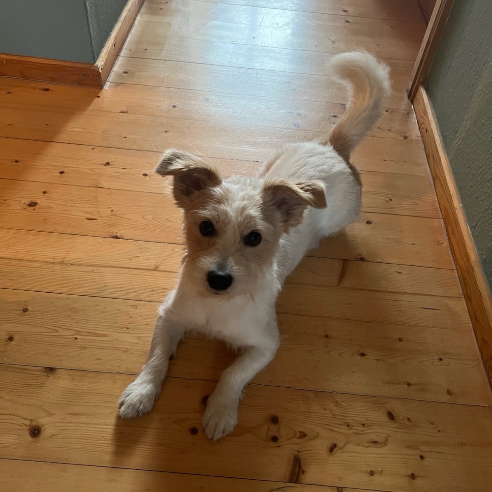 Hundetreffen-Gassifreund gesucht-Profilbild