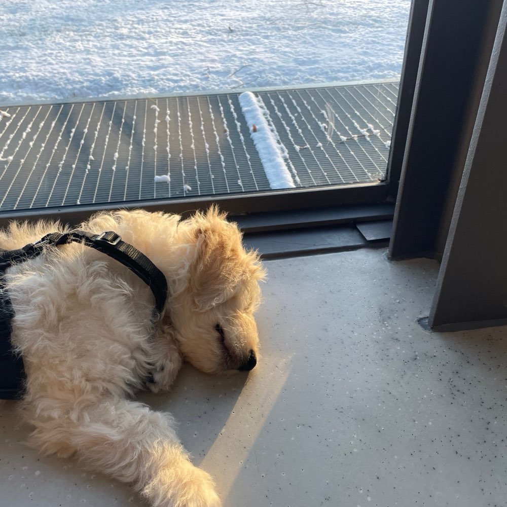 Hundetreffen-Spielpartner gesucht! 🐶-Profilbild