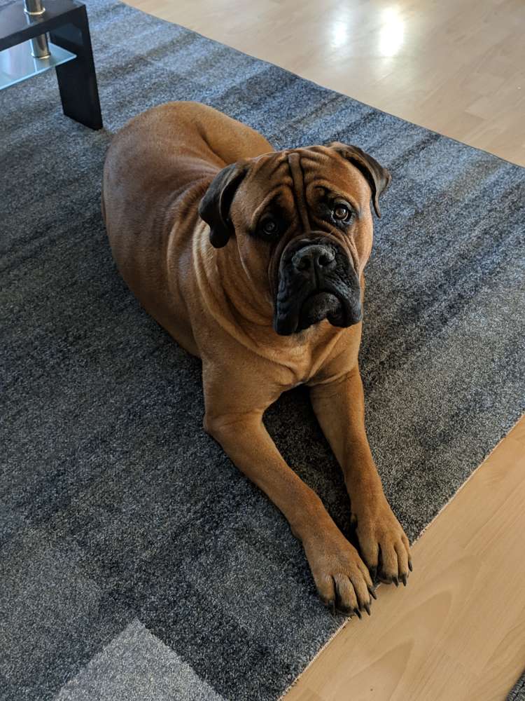 Hundetreffen-Suche Hundefreundin!-Profilbild