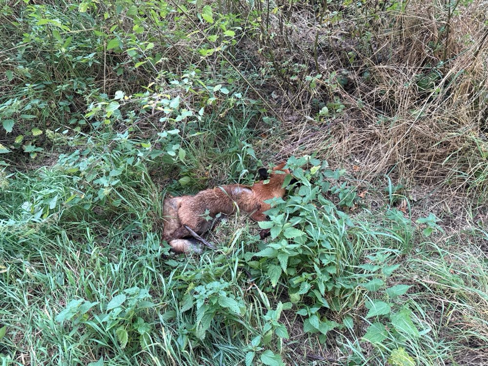 Giftköder-Toter Fuchs-Profilbild