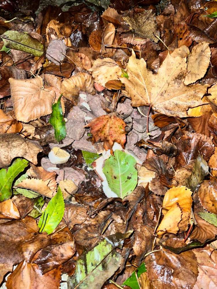 Giftköder-Fleischreste im Graben-Profilbild