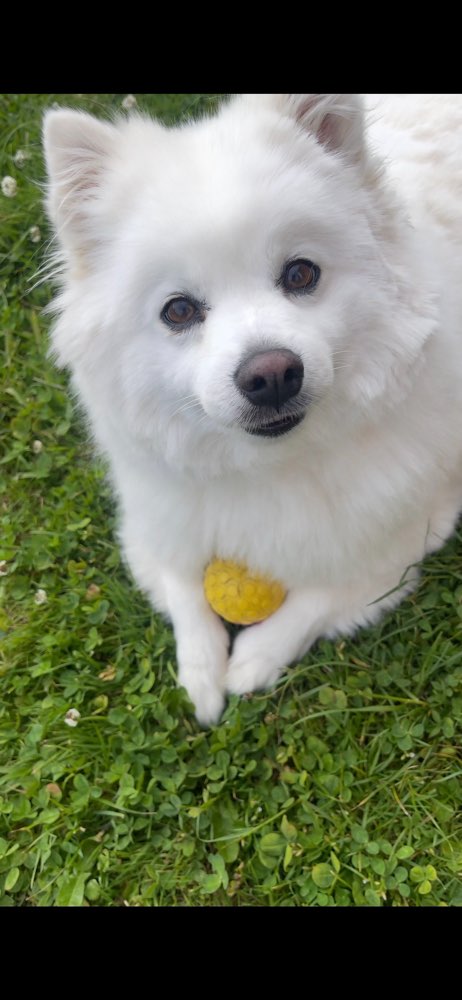 Hundetreffen-Große Gassi Runde und entspannt Spazierengehen 🐶-Profilbild