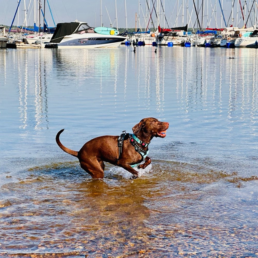 Hundetreffen-Hunderunde am Cossi oder in der Harth-Profilbild