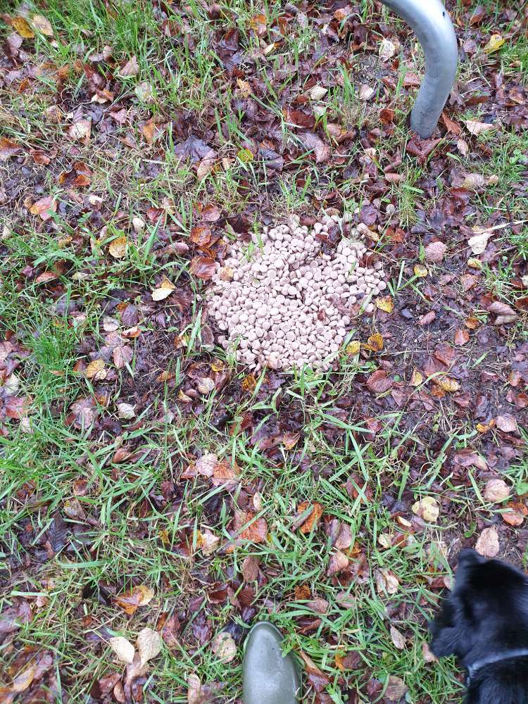 Giftköder-Große Menge unbekanntes Futter-Profilbild