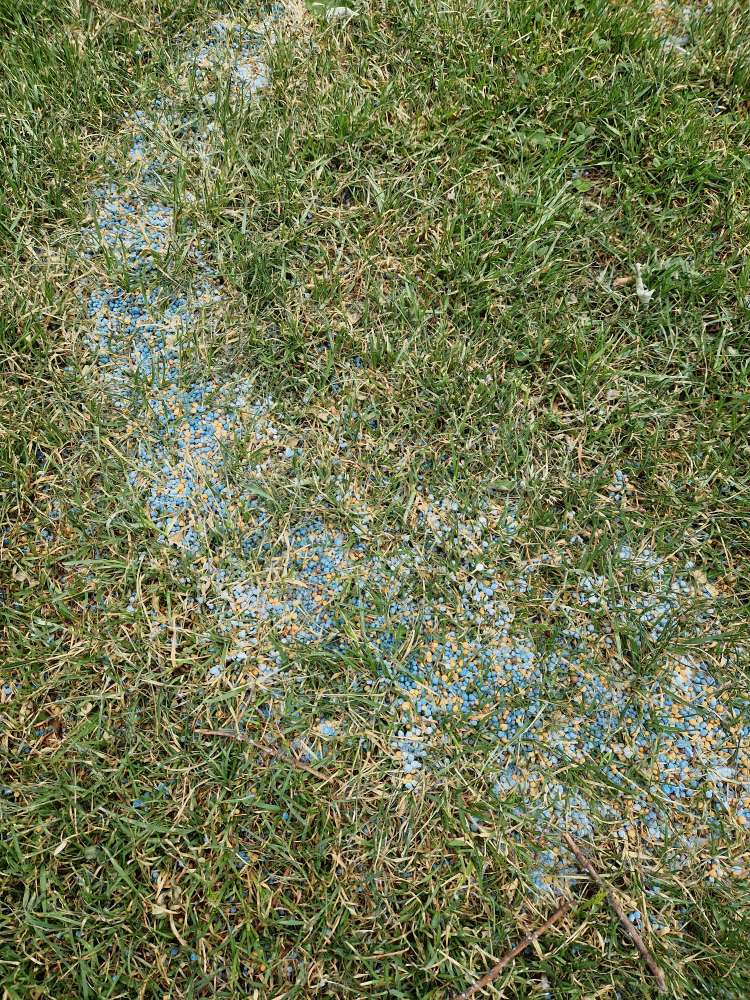 Giftköder-Blaue und gelbe Kügelchen-Profilbild