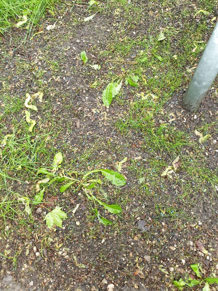 Giftköder-Vermutlich Blaukorn am Luitpoldpark-Profilbild