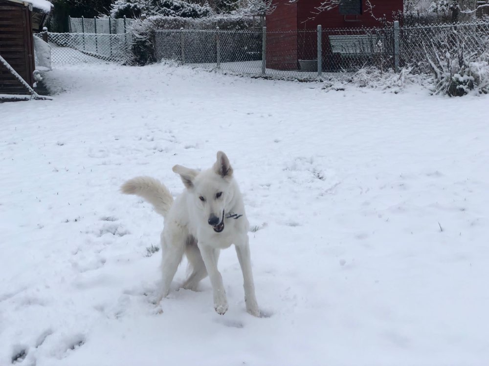 Hundetreffen-Hermine liebt Hunde Kontakte-Profilbild
