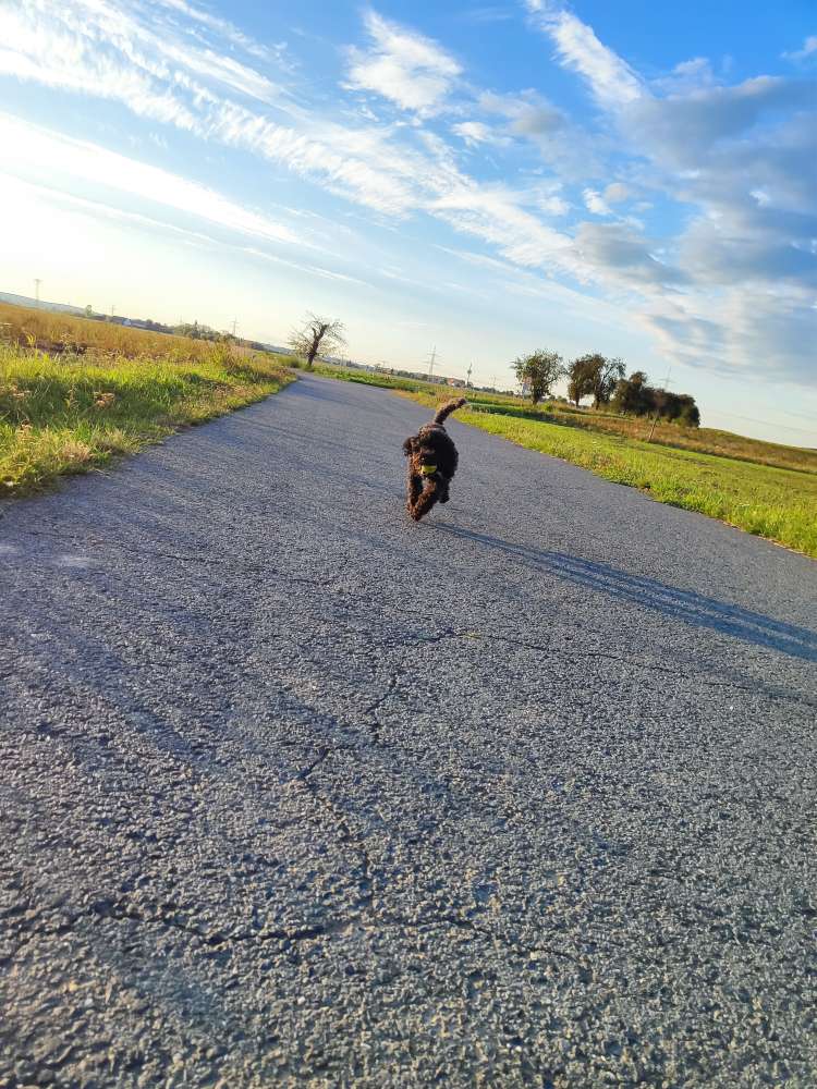 Hundetreffen-Gemeinsame Spaziergänge-Profilbild