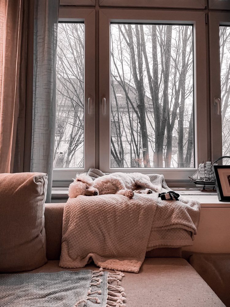 Hundetreffen-Spiele-und Spazierrunde im Stadtpark-Profilbild