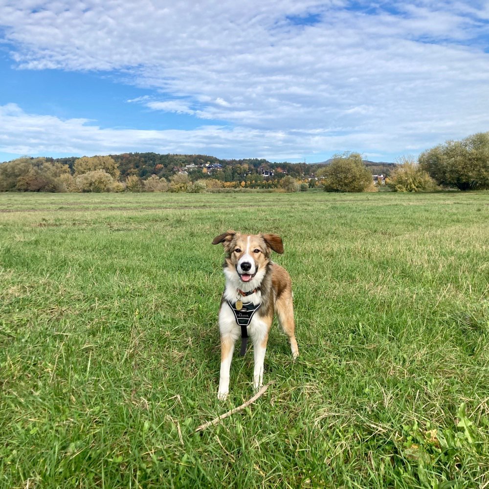 Hundetreffen-Gassi / Playdate in Mietraching / Deggendorf-Profilbild