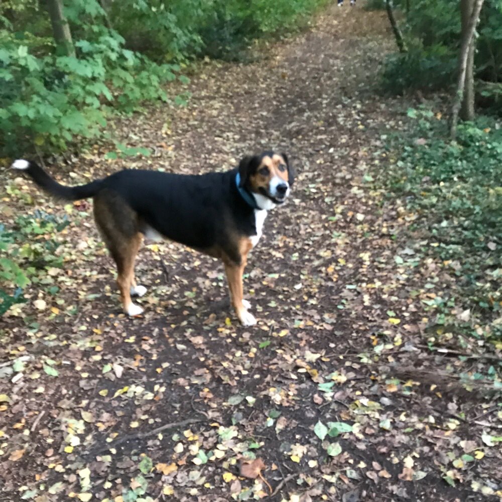 Hundetreffen-Gemeinsame Spaziergänge-Profilbild