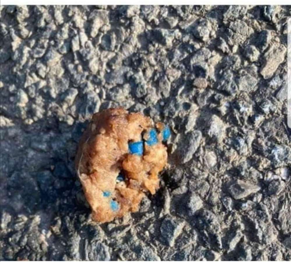 Giftköder-Hackfleisch mit Blaukorn-Profilbild