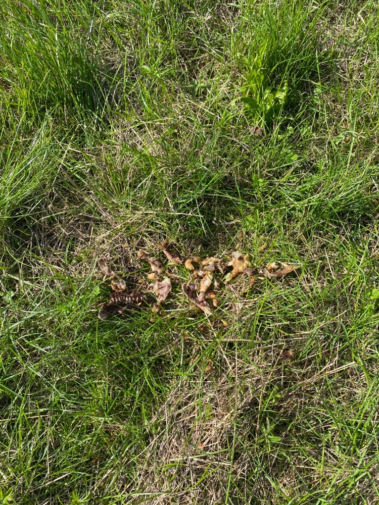 Giftköder-Tier Überreste-Profilbild