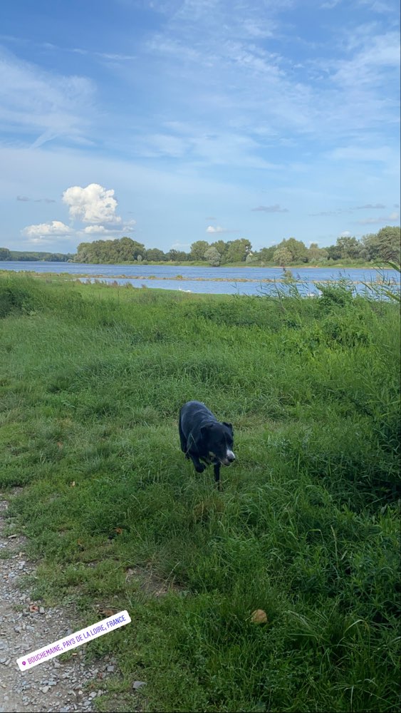 Hundetreffen-Dog walk In Rheinpark Neuss-Profilbild