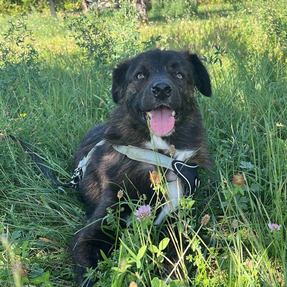 Hundetreffen-Spazieren und spielen-Profilbild