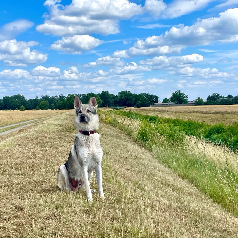 Hundetreffen-Spazieren und Spielen-Profilbild