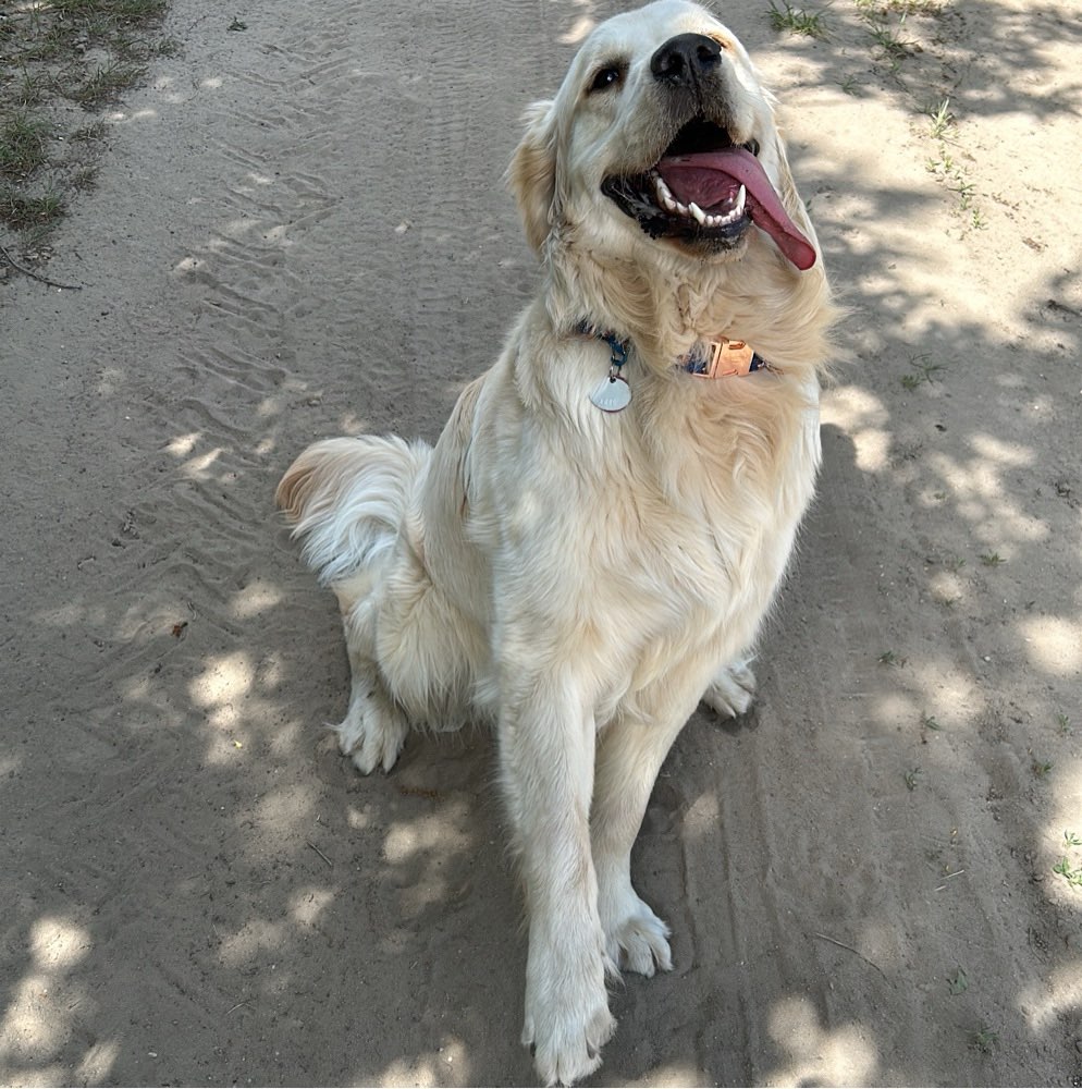 Hundetreffen-Gemeinsame Gassi Runde/ Spieltreffen-Profilbild