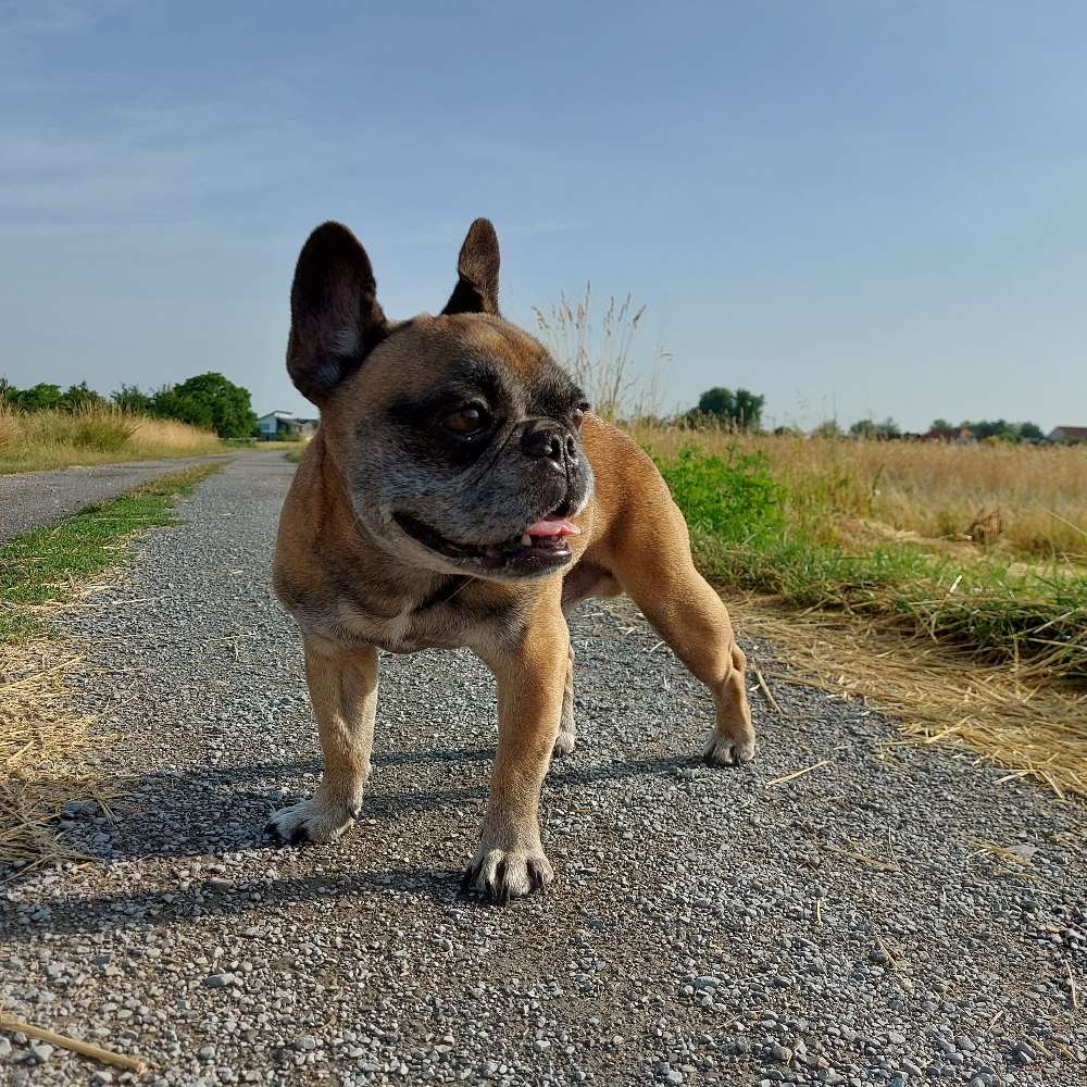 Hundetreffen-Gassikumpel gesucht-Profilbild