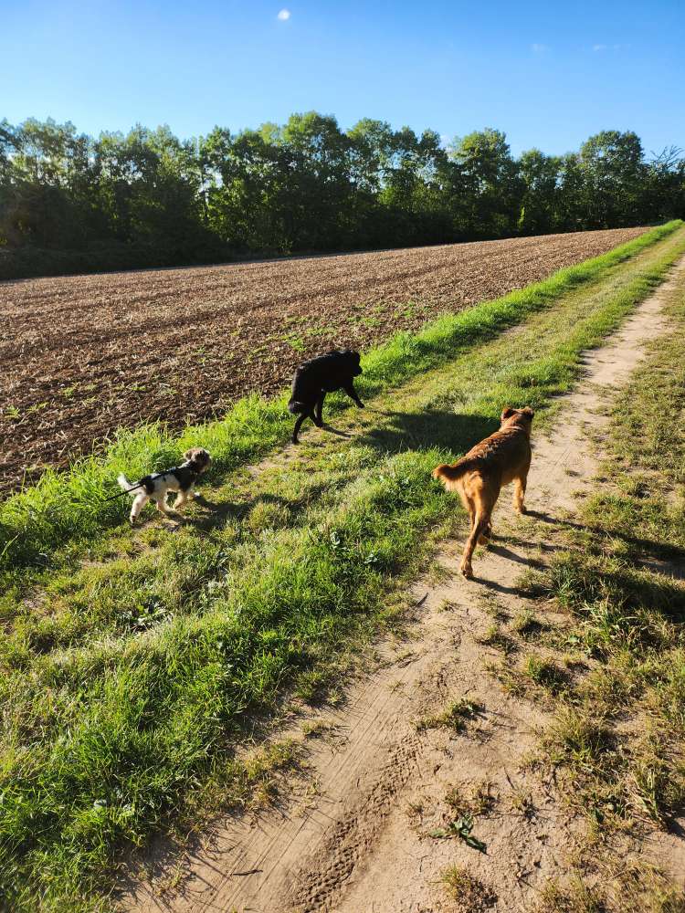 Hundetreffen-Gemeinsamer Spaziergang oder Mantrailing-Profilbild