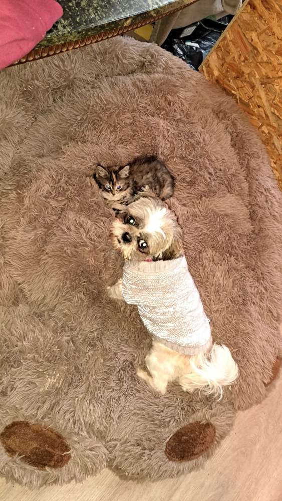 Hundetreffen-Shi tzu Spiel  kammeraden gesucht-Profilbild