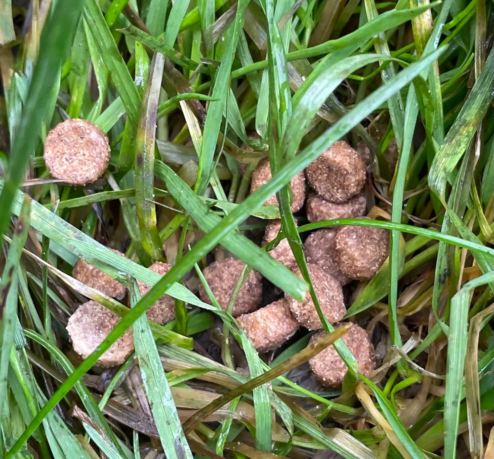Giftköder-Trockenfutter-Pellets - Stötteritz--Profilbild