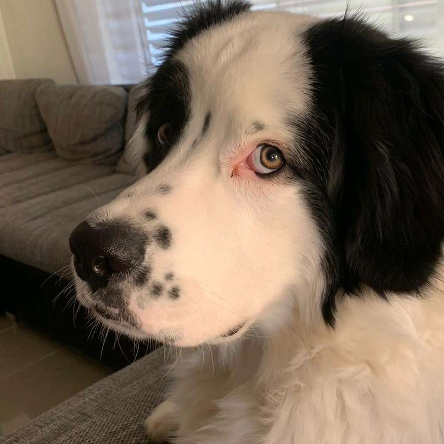 Hundetreffen-Spaziergänge//Spielrunde//Kennenlernen-Profilbild