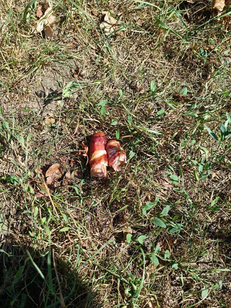 Giftköder-Bernerwürstel in Hundezone-Profilbild