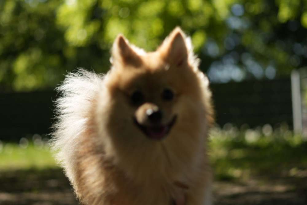 Hundetreffen-Hundebegegnungen/Social Walk-Profilbild