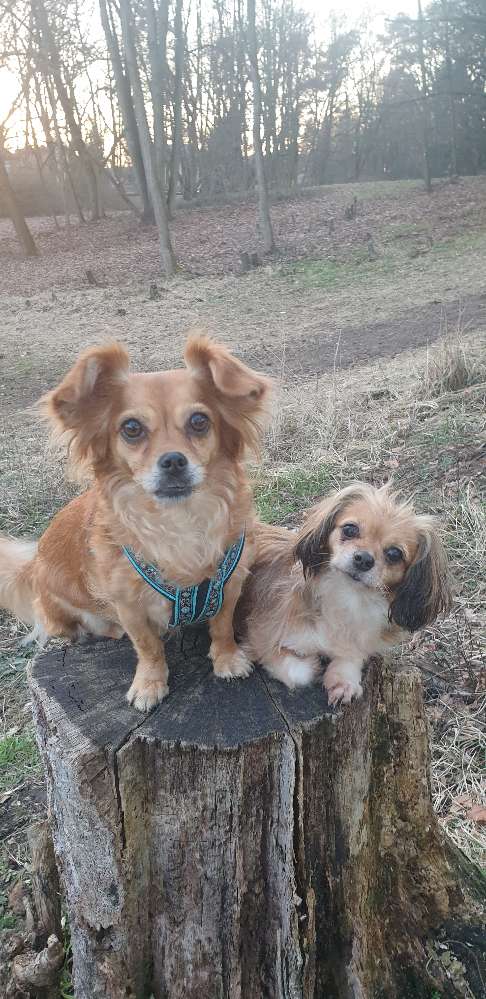 Hundetreffen-Gassirunde mit Erwachsenen-Profilbild