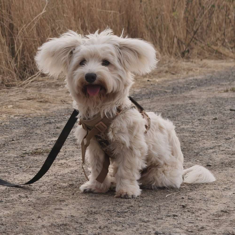Hundetreffen-Spielkameraden Gesucht-Profilbild