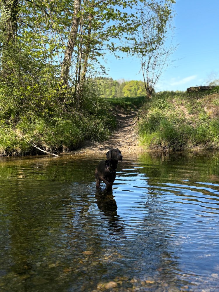 Hundetreffen-Hundetreff Sirnach-Profilbild