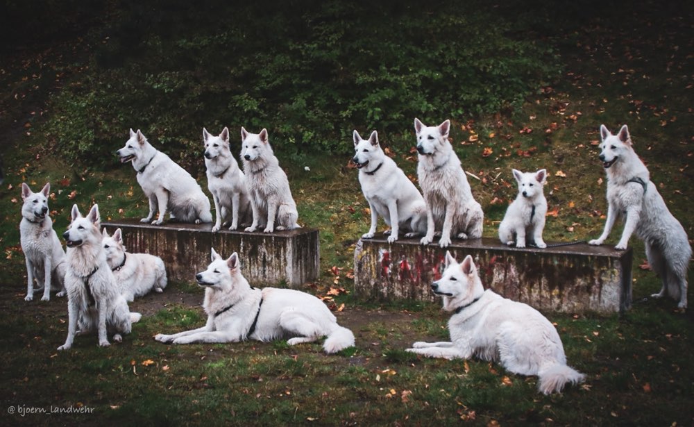 Hundetreffen-Treffen Weisser Schweizer Schäferhunde-Profilbild